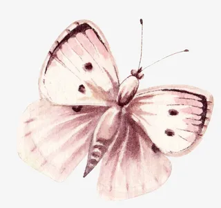 卡通手绘文艺简约蝴蝶动物插画设免抠