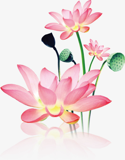 中国风手绘荷花中秋插画装饰免抠