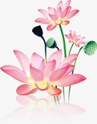 中国风手绘荷花中秋插画装饰免抠