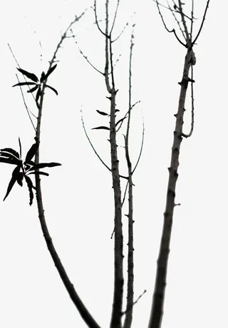 冬季的枯树枝免抠