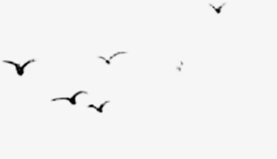 天空中的飞鸟免抠