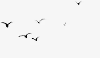 天空中的飞鸟免抠