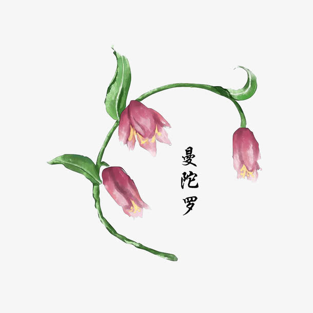 药材曼陀罗免抠