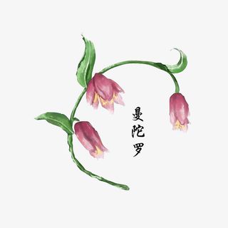 药材曼陀罗免抠