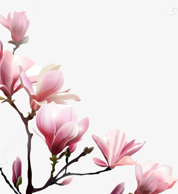 粉色美丽的玉兰花免抠