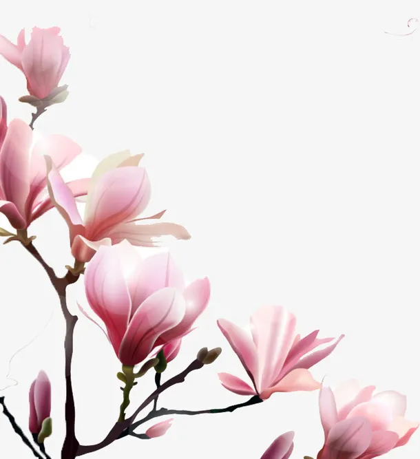 粉色美丽的玉兰花免抠