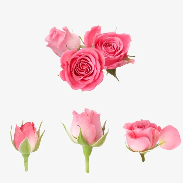粉色玫瑰花实物图免抠