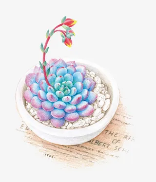 多肉植物下的字母免抠