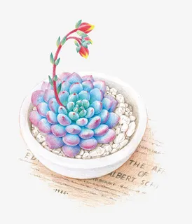 多肉植物下的字母免抠 多肉植物下的字母免抠