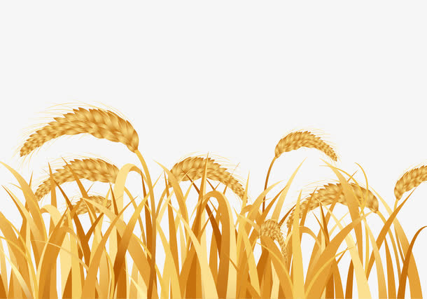 丰收季节金黄色麦穗免抠