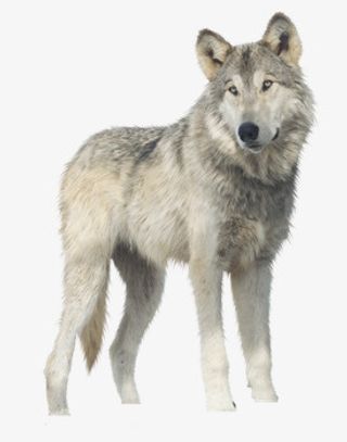 狼在盯着远处免抠