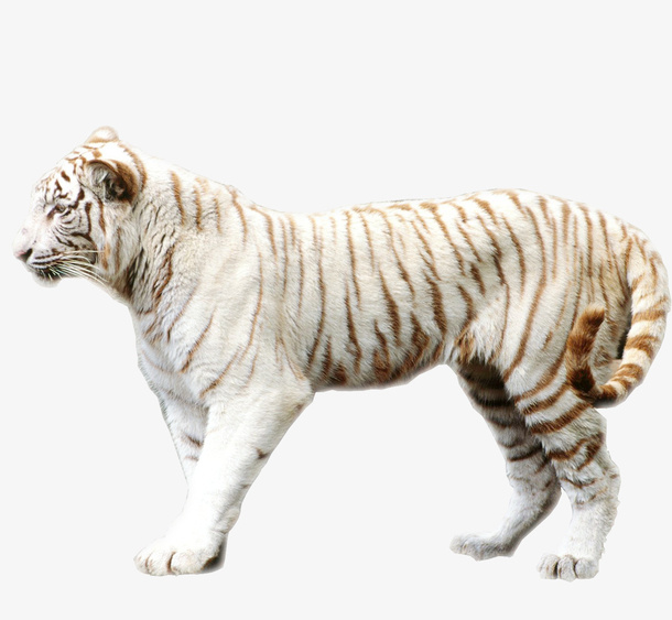 老虎猛虎免抠