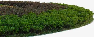 创意设计绿化草地免抠