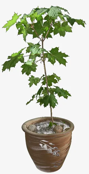 清新绿色植物绿植PNG免抠