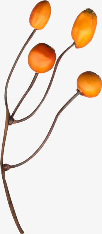 树枝黄色果实免抠