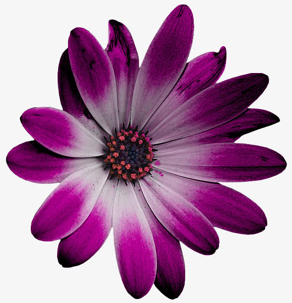 漂亮花朵免抠