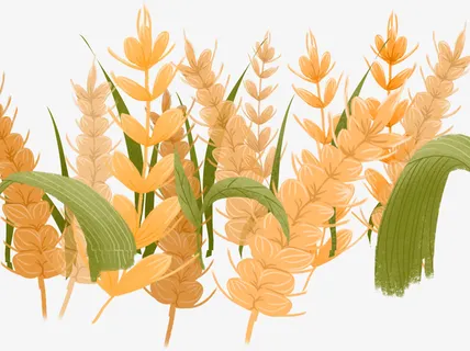 手绘小麦农作物免抠