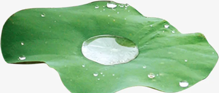 荷叶上的水免抠