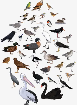 精美矢量手绘工笔画中国风群鸟素材免抠