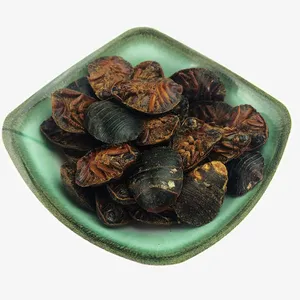 土鳖虫地鳖虫中药材免抠