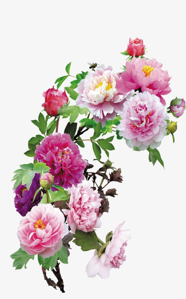 水彩花卉免抠