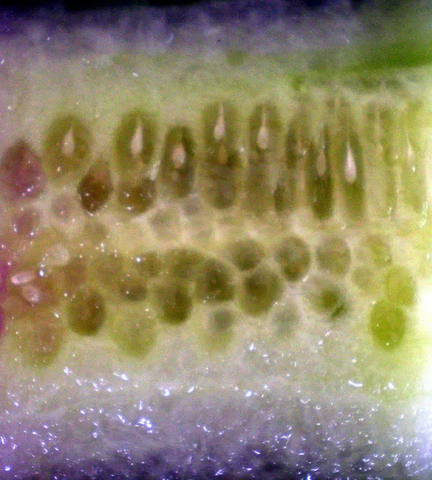 新鲜瓜果果肉免抠