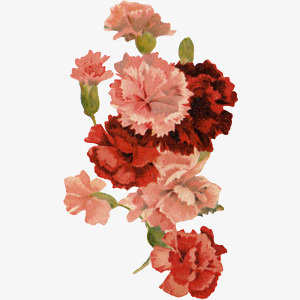手绘花免抠