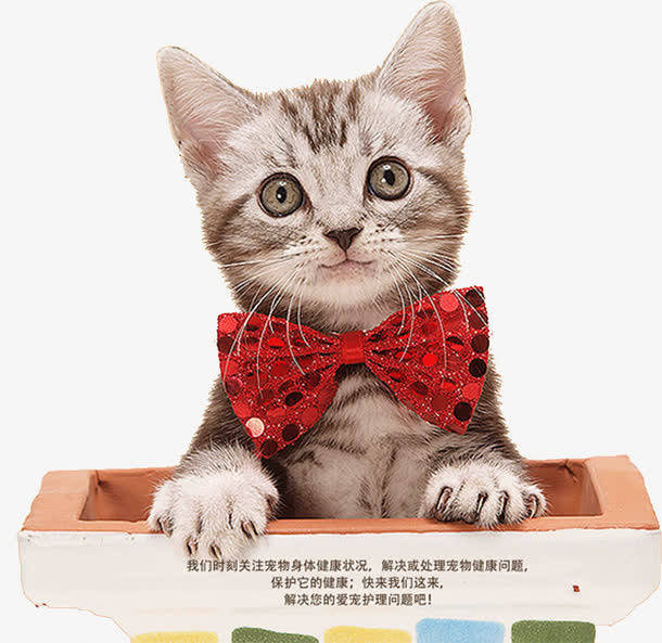 可爱猫咪免抠