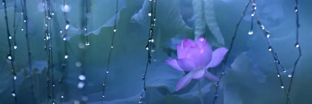 雨中荷花背景图