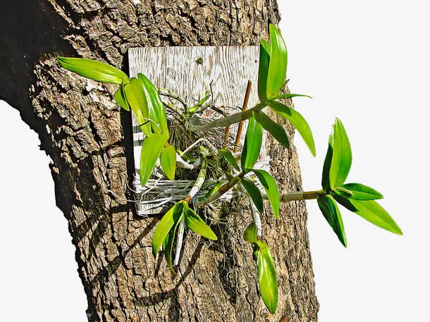 树干上的野草免抠