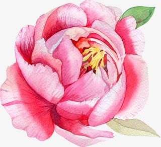 手绘卡通装饰花瓣花草装饰海报设免抠