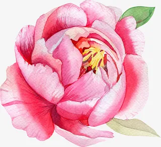 手绘卡通装饰花瓣花草装饰海报设免抠