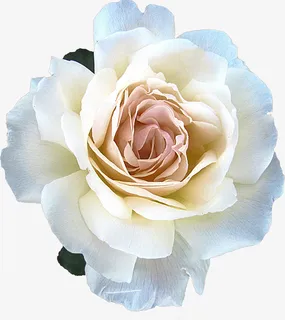 手绘卡通装饰花瓣花草装饰海报设免抠