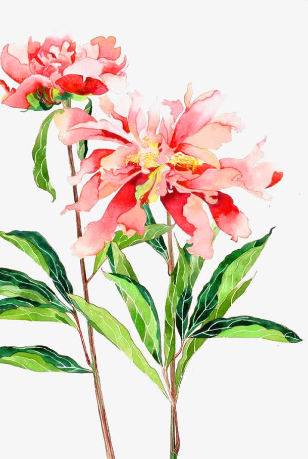 粉色芍药花免抠