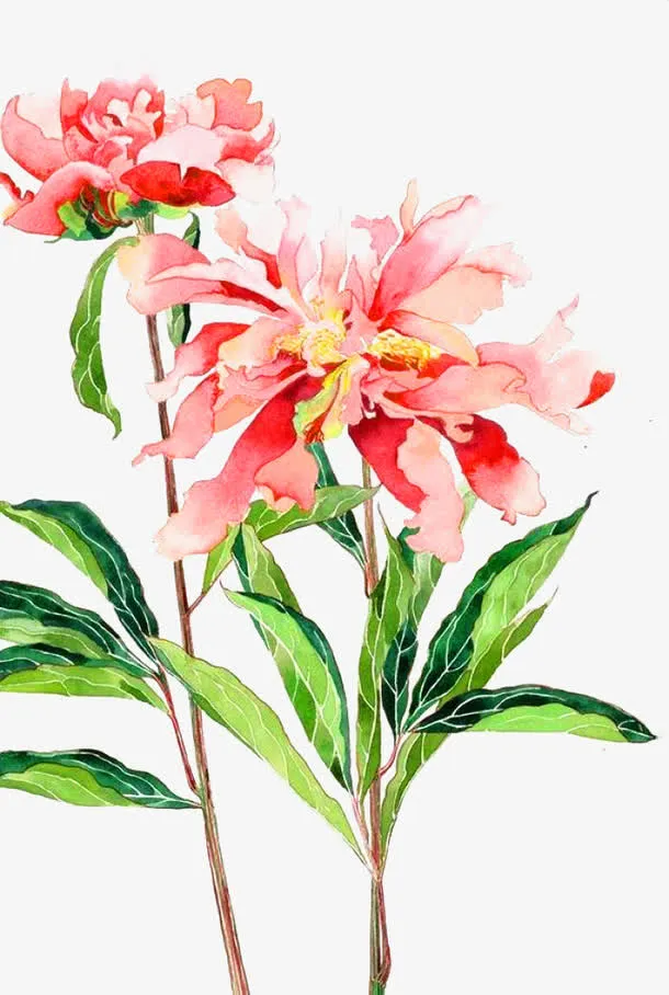 粉色芍药花免抠