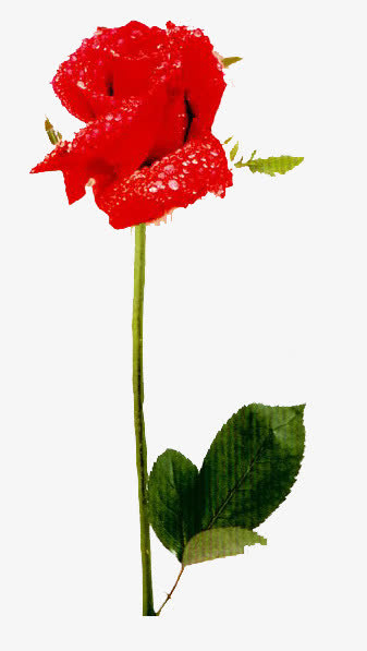 玫瑰花与露珠免抠
