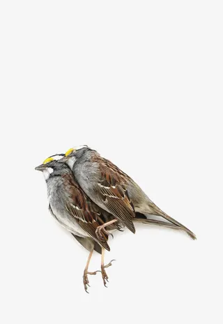 麻雀免扣元素免抠