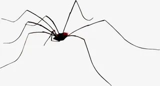 万圣节细腿蜘蛛免抠