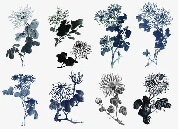 素描菊花免抠