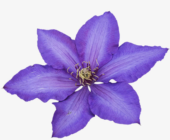 紫花图片素材免抠
