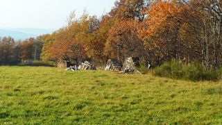 草地,背景,png,素材高清