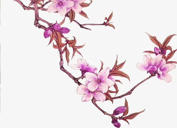 一支梅花免抠