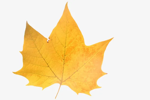 卡通手绘黄色的树叶免抠