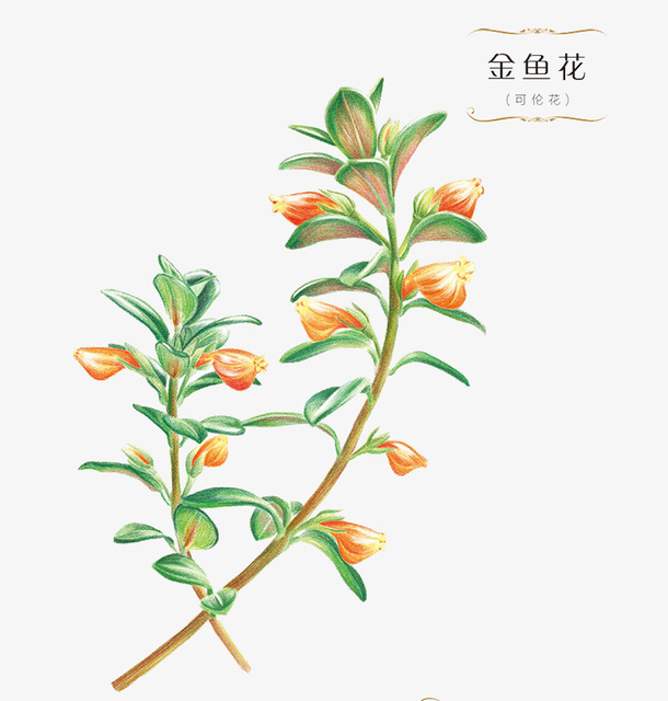 金鱼花植物插画免抠