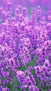 紫色薰衣草H5背景高清