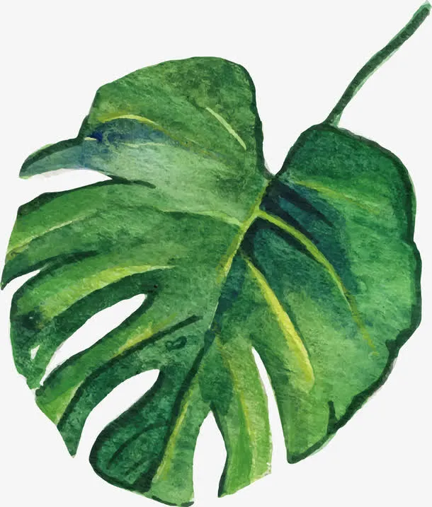 矢量手绘叶子免抠