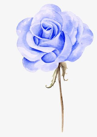 手绘蓝色玫瑰花免抠图免抠