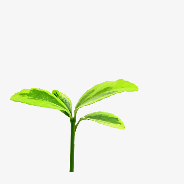 嫩芽免抠