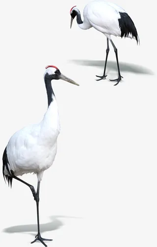 白鹤 白鹤图片免抠