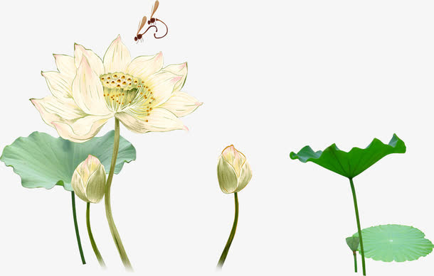 中秋节绿叶 白色荷花图免抠